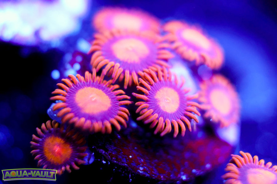 Sunflower Zoa