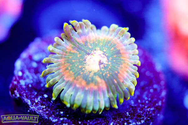 Cosmic Hawaiian Zoa