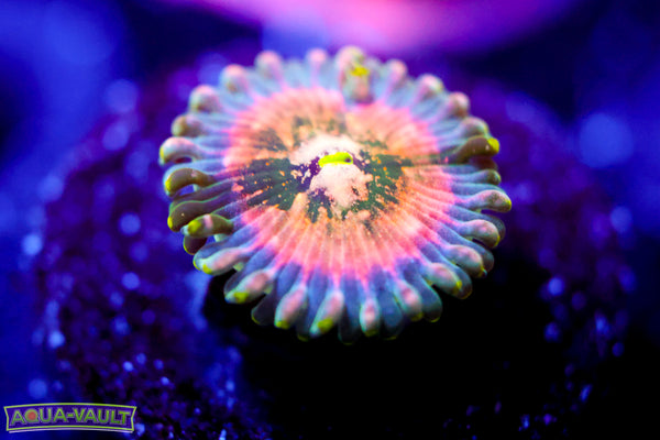 Cosmic Hawaiian Zoa