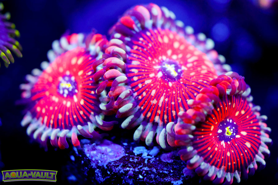 Salted Agave Zoa