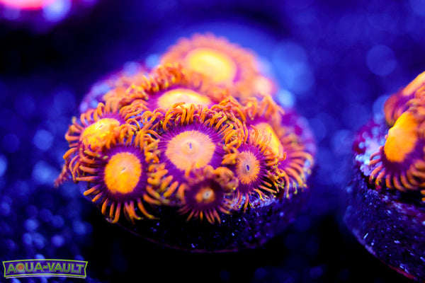 King Midas Zoa