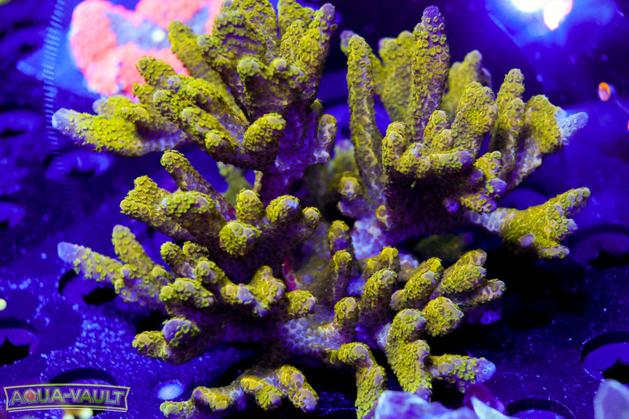 WWC Contraband Digitata XL Colony