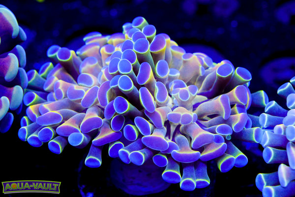 Hologram Branching Hammer