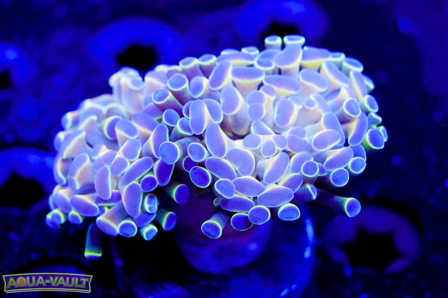 Hologram Branching Hammer
