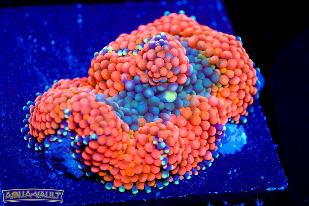 Orange Ricordea Florida XL