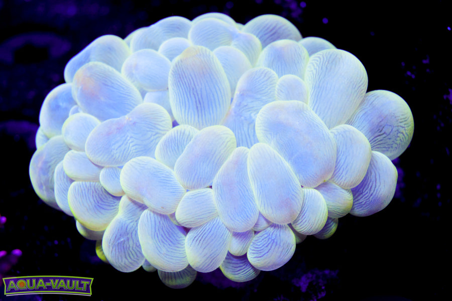 Bubble Coral 2"