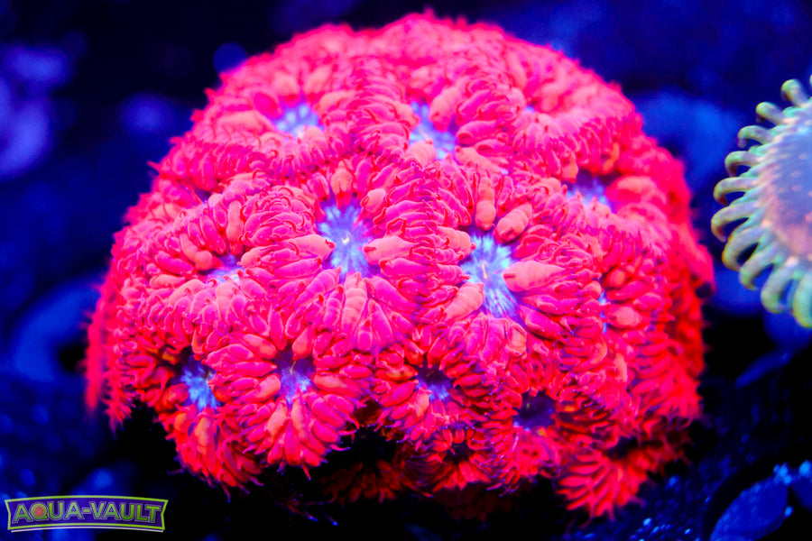 Superman Blasto Merletti Colony