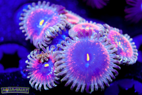 Hawaiian PE Zoa