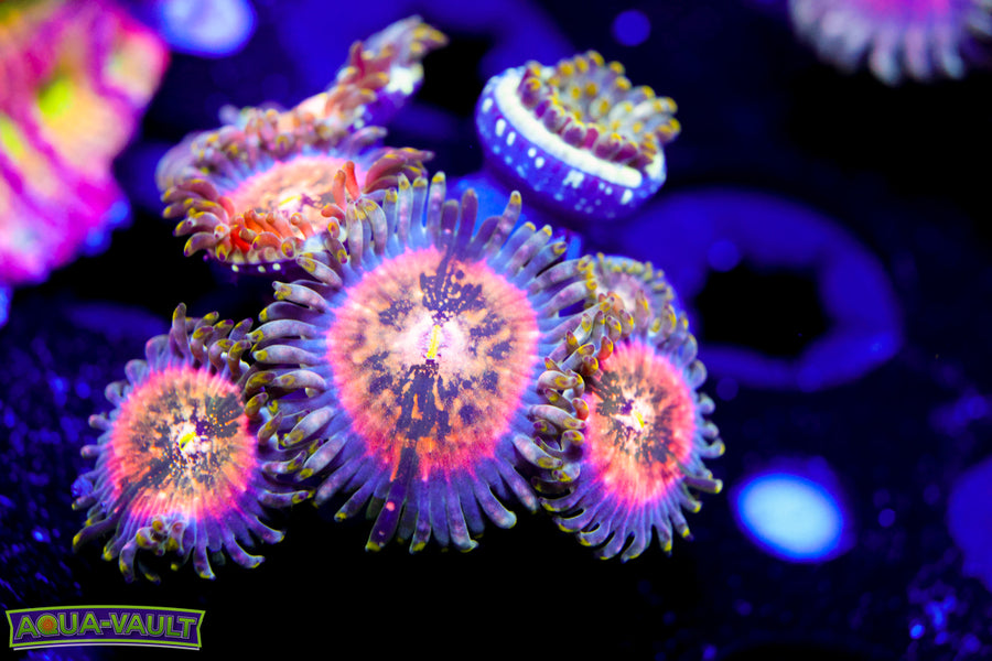 Cosmic Hawaiian Zoa