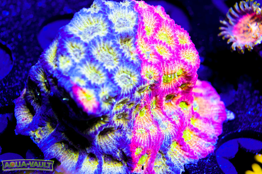 JF Dayglo Favia Colony