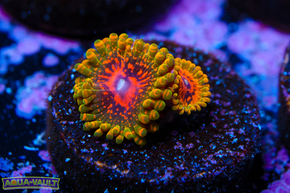 Grand Master Krak Zoa