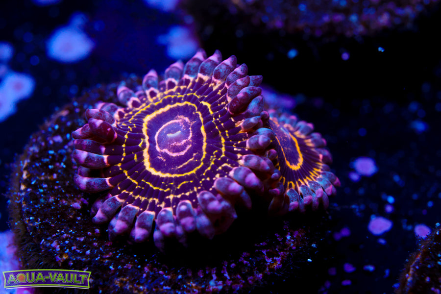 OG Stratosphere Zoa