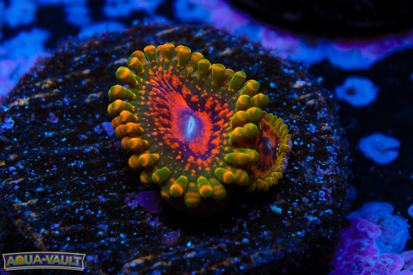 Grand Master Krak Zoa