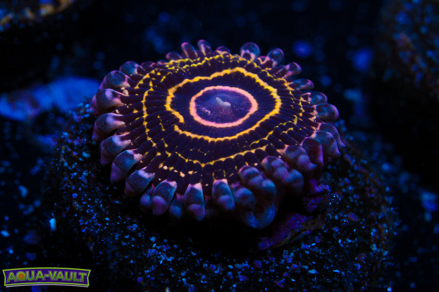 OG Stratosphere Zoa