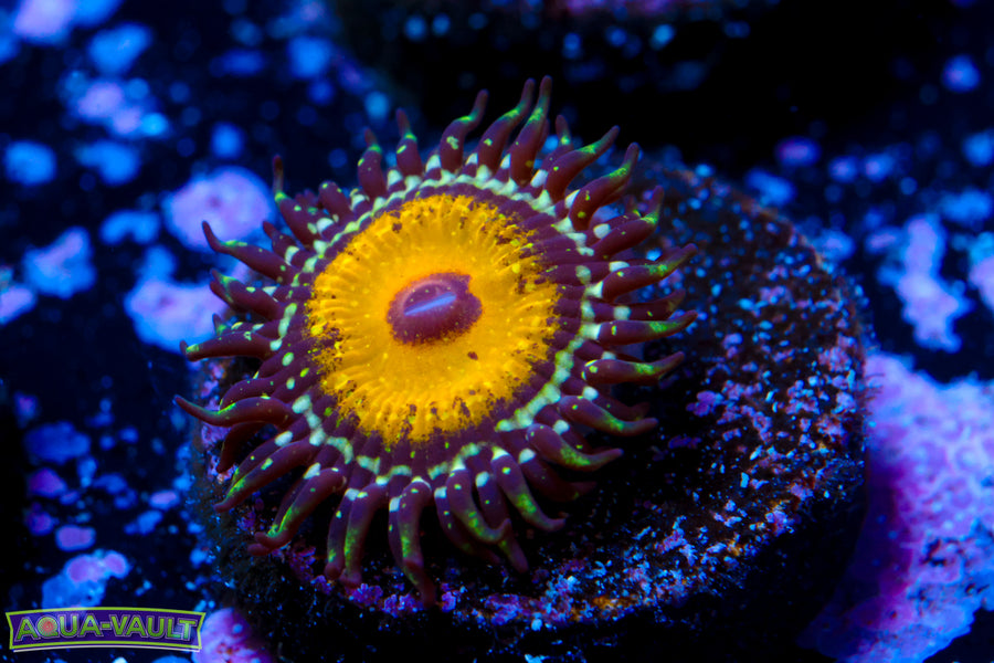 God Beast Zoa