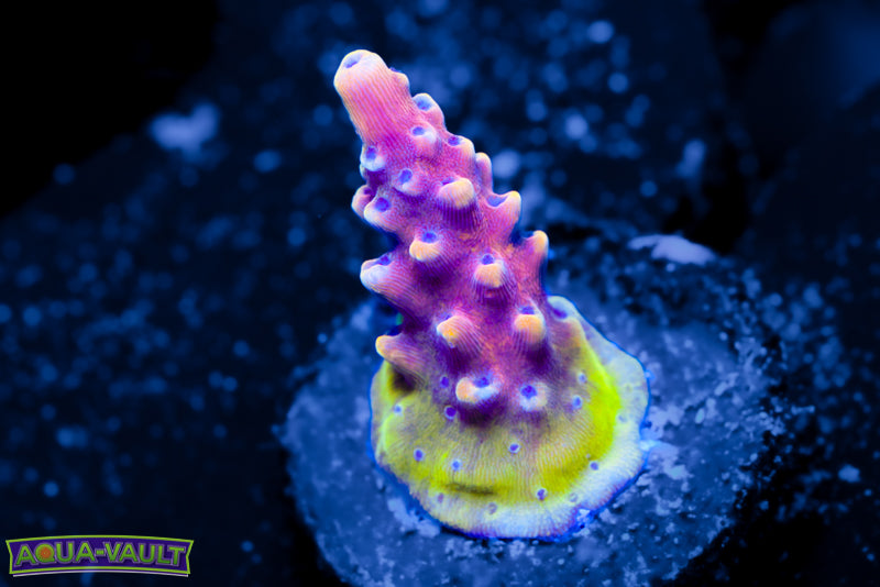 Pink Cadillac Acro – Aqua-Vault