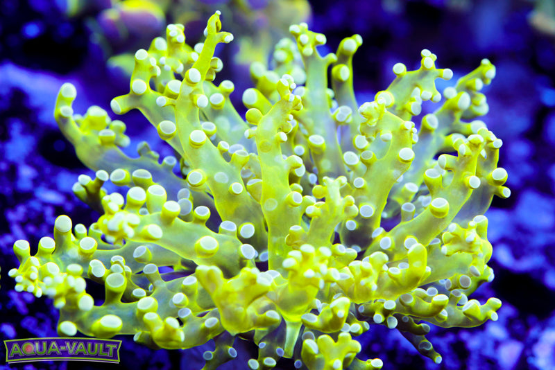 Green Frogspawn – Aqua-Vault