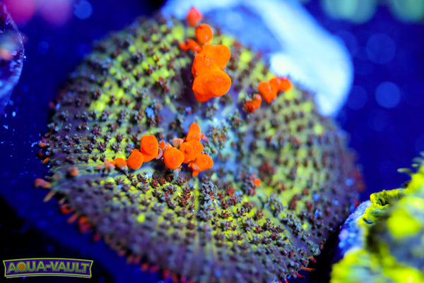 Sunkist Bounce Mushroom