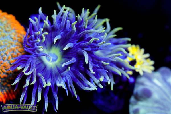 Duncan Coral