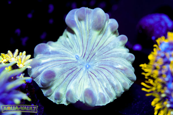 Fox Coral
