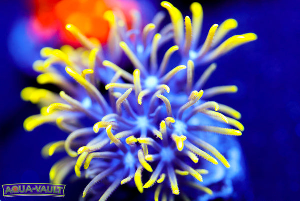 Green Star Polyp