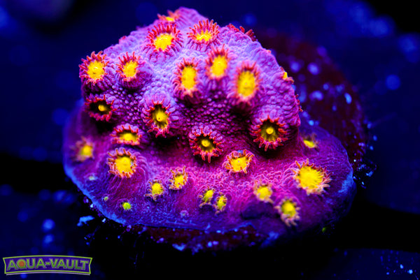 Bling Bling Cyphastrea