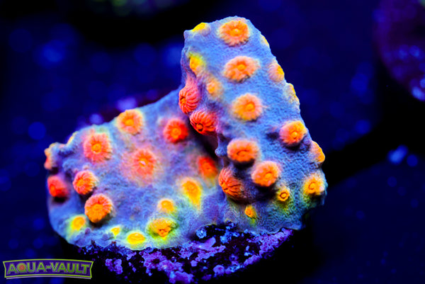 Party Crasher Cyphastrea