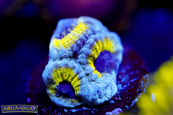 Lemony Slime Time Platygyra