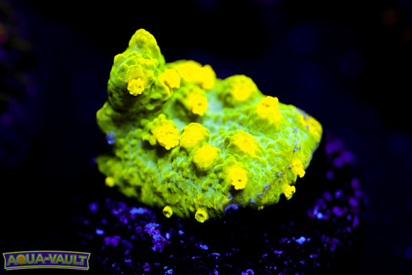Glow Worm Astreopora