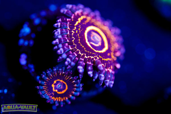 OG Strasosphere Zoa
