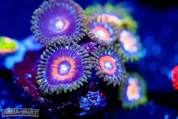 Ultra Nipple Zoa