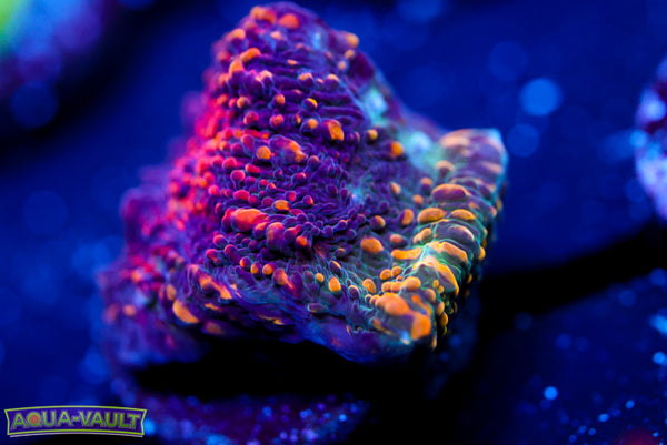 Cloud Berry Chalice