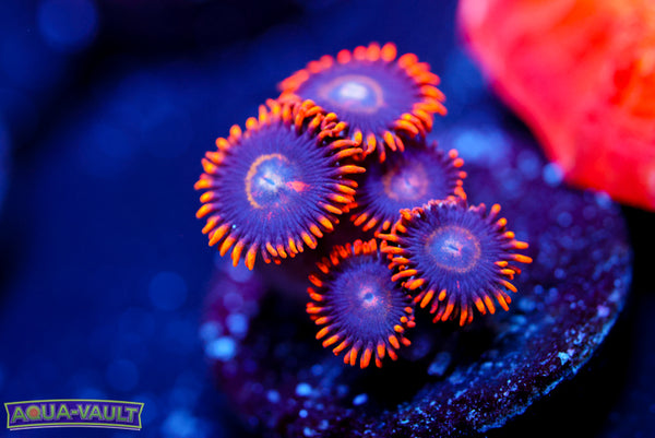 Blue Hornet Zoa