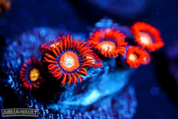 Speckled Fire and Ice Zoa
