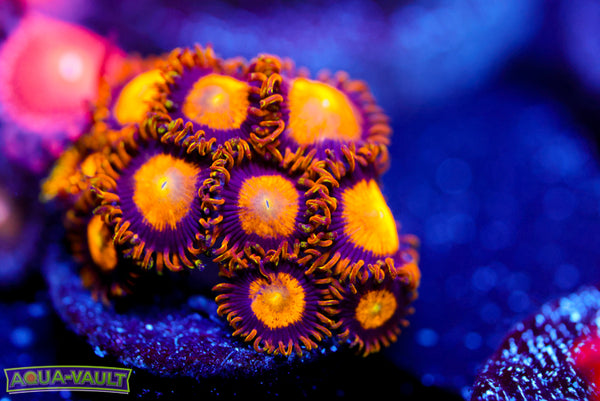 Midas Zoa