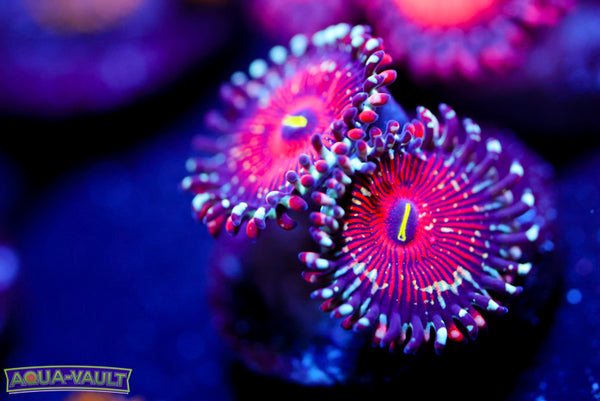 Salted Agave Zoa