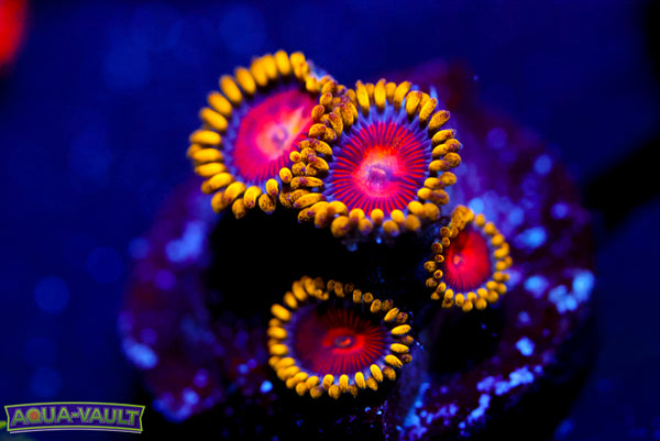 CC Super Saiyan Zoa