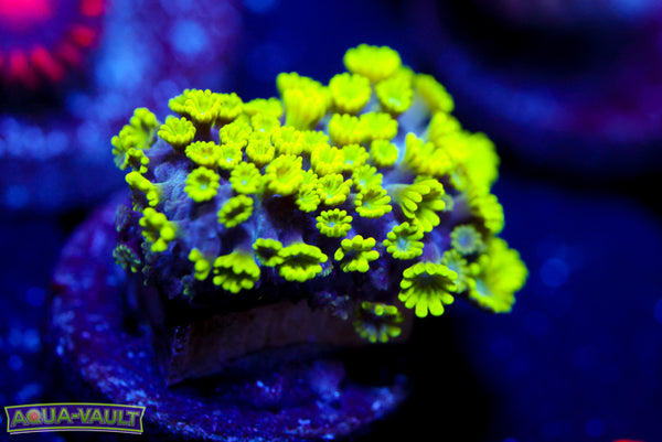 CV Grouch Micro Alveopora