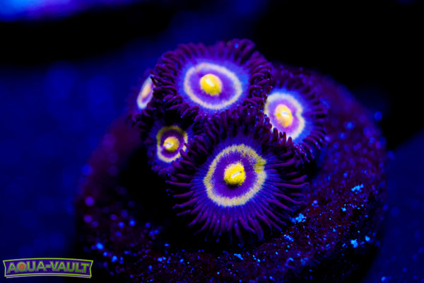 UC Shapeshifter Zoa