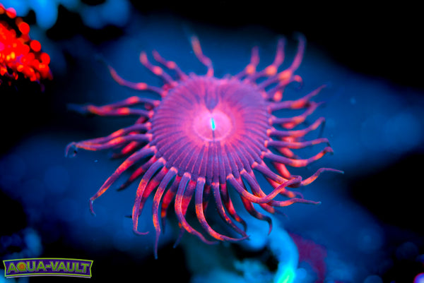 SBB Aphrodite Zoa
