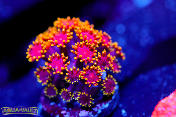 Rainbow Micro Goni