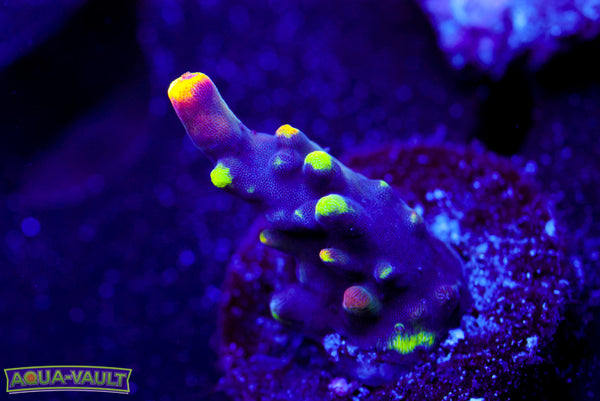 JF Fox Flame Acro