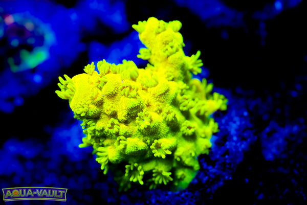 CV Hulk Acro