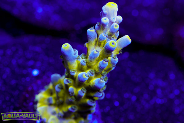 Nicks Purple Passion Acro
