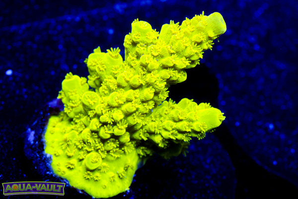 Bali Green Slimer