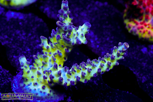 ORA Pearl Berry Acro