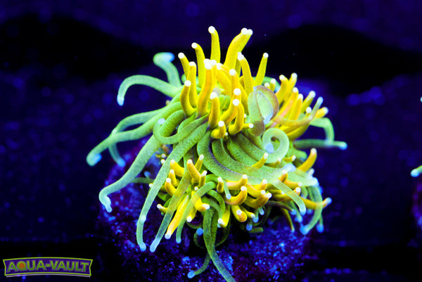 Lime n' Shine Galaxea