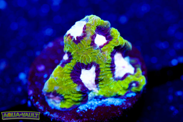 Hamster in Microwave Favia