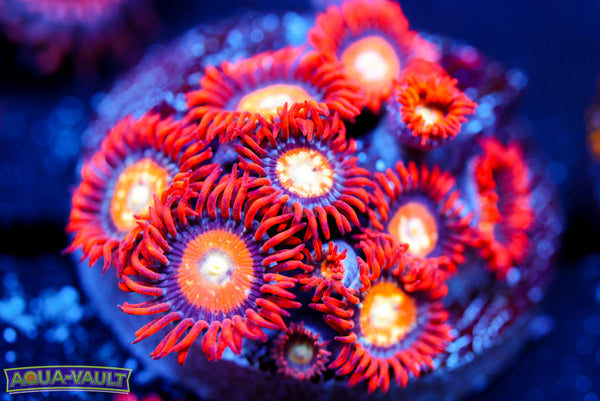 Speckled Fire and Ice Zoa