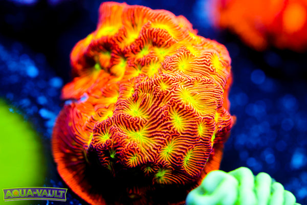 Jack o' Lantern Lepto